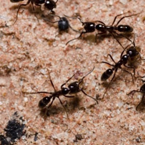 Atelier à la découverte des fourmis